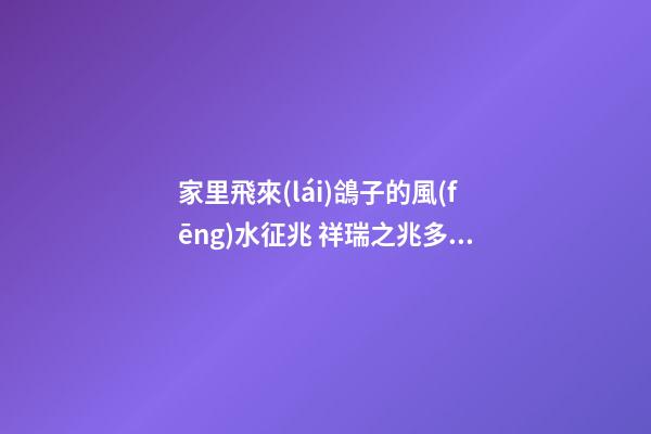 家里飛來(lái)鴿子的風(fēng)水征兆 祥瑞之兆多有祝福